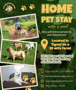 Read more about the article Home-Pet Stay