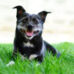 From Poses to Pawtraits: Professional Pet Photography