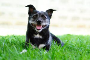 Read more about the article From Poses to Pawtraits: Professional Pet Photography