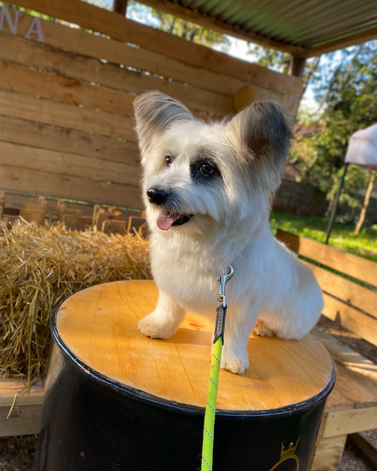 You are currently viewing Here’s What We Can Do for Your Furry Friends